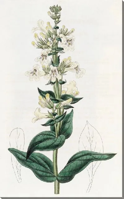 Картина Заостренный пенстемон (1815-1819)