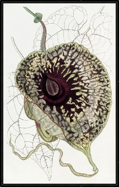 Картина Зловой зверобой (1815-1819)