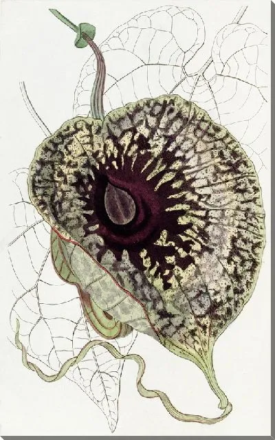 Картина Зловой зверобой (1815-1819)