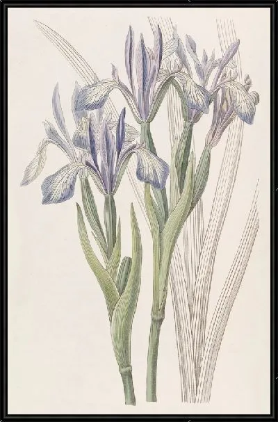 Картина Ирис душистый (1815-1819)