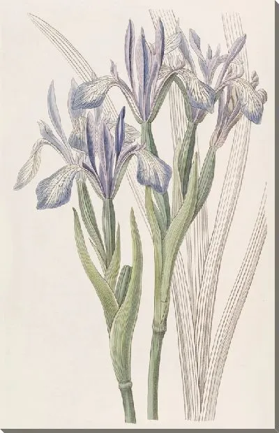 Картина Ирис душистый (1815-1819)