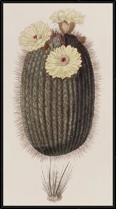 Картина Кактус Веник (1815-1819)