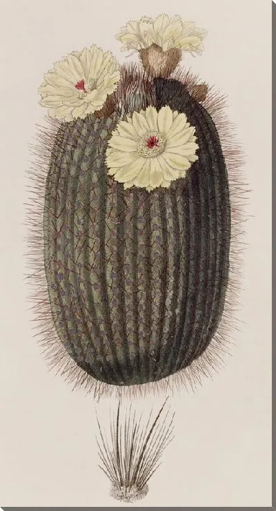 Картина Кактус Веник (1815-1819)