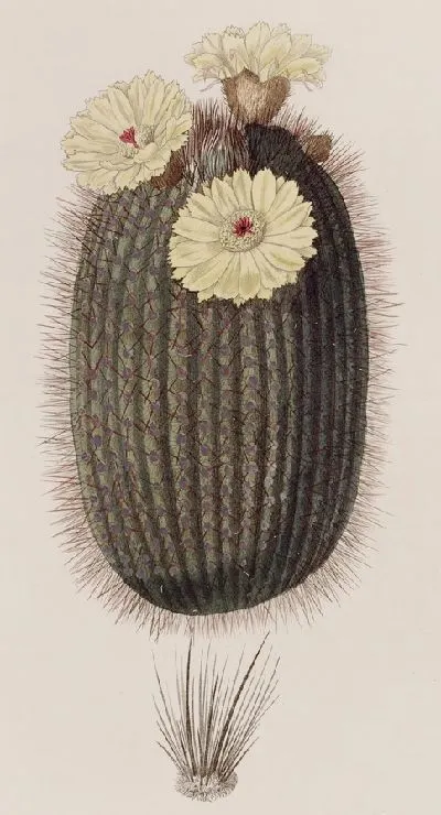 Картина Кактус Веник (1815-1819)