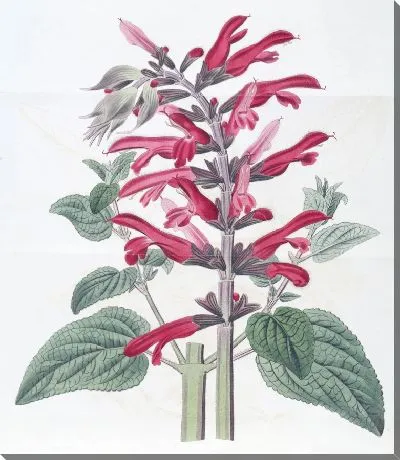 Картина Кардинал Мудрец (1815-1819)