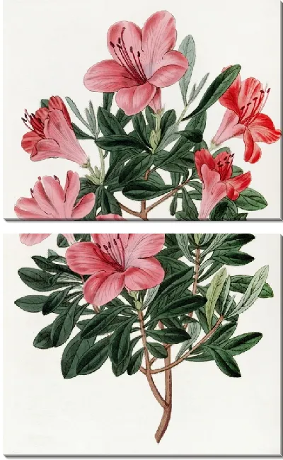 Картина Кирпично-красная китайская азалия (1815-1819)