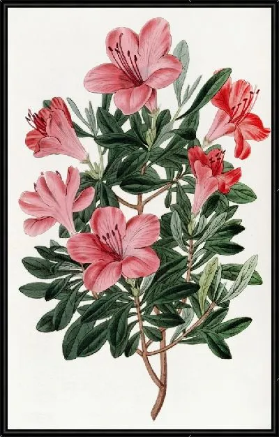 Картина Кирпично-красная китайская азалия (1815-1819)