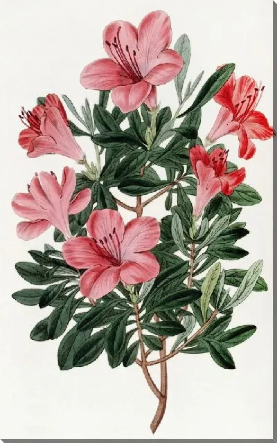 Картина Кирпично-красная китайская азалия (1815-1819)