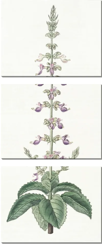 Картина Колеус душистый (1815-1819)