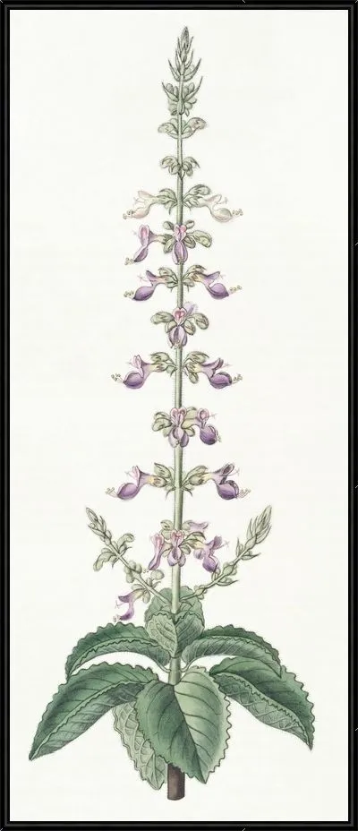 Картина Колеус душистый (1815-1819)