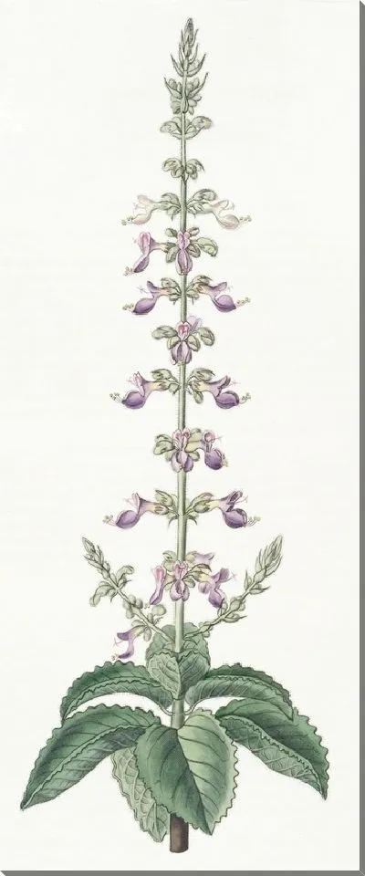 Картина Колеус душистый (1815-1819)