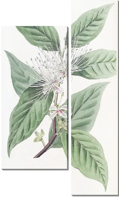 Картина Конические каперсы (1815-1819)