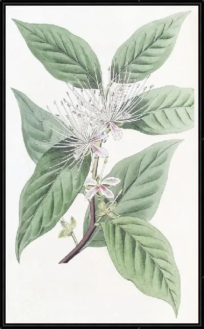 Картина Конические каперсы (1815-1819)