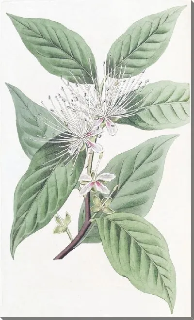 Картина Конические каперсы (1815-1819)