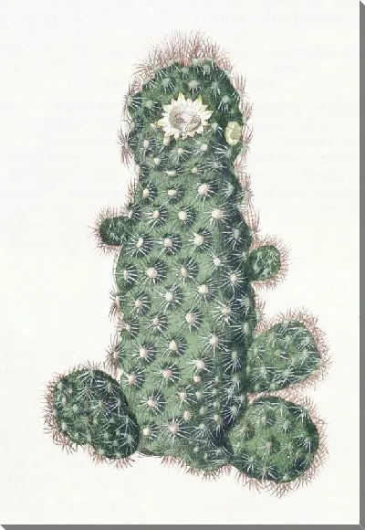 Картина Конусная маммиллярия (1815-1819)