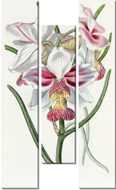 Картина Конусолистная Ванда (1815-1819)
