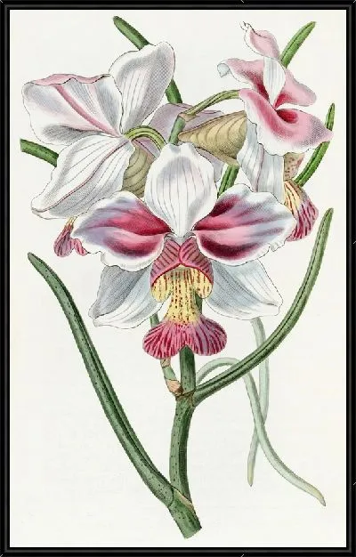 Картина Конусолистная Ванда (1815-1819)