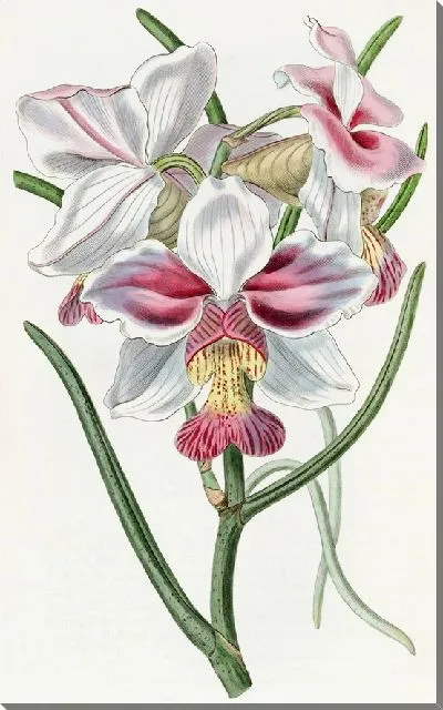 Картина Конусолистная Ванда (1815-1819)