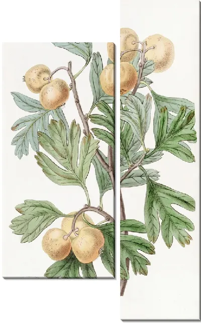 Картина Корабль черноплодной рябины (1815-1819)