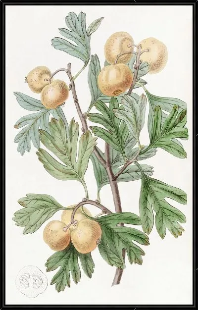 Картина Корабль черноплодной рябины (1815-1819)