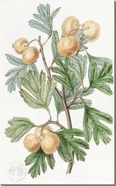 Картина Корабль черноплодной рябины (1815-1819)