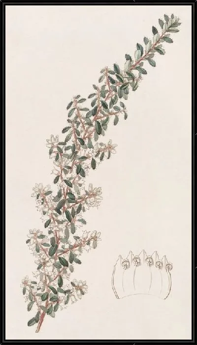 Картина Криптандра душистая (1815-1819)