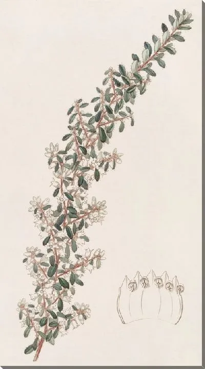 Картина Криптандра душистая (1815-1819)