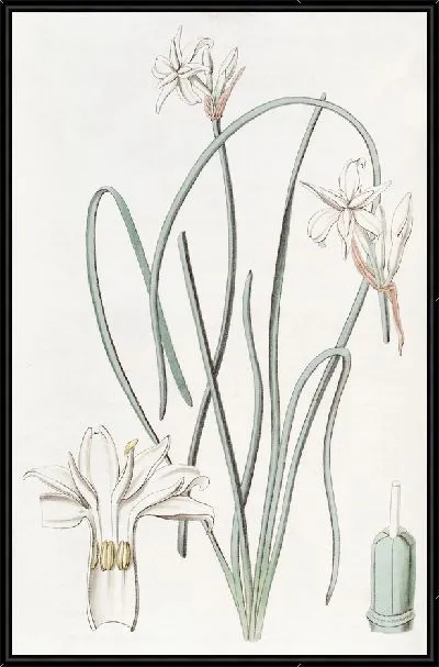 Картина Лейкокорин душистый (1815-1819)