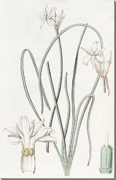 Картина Лейкокорин душистый (1815-1819)