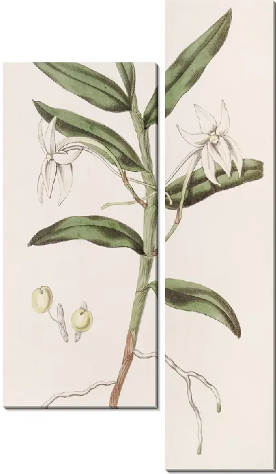 Картина Мечелистный Ангрек (1815-1819)