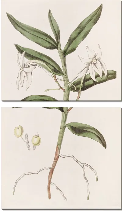 Картина Мечелистный Ангрек (1815-1819)