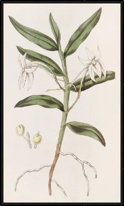 Картина Мечелистный Ангрек (1815-1819)