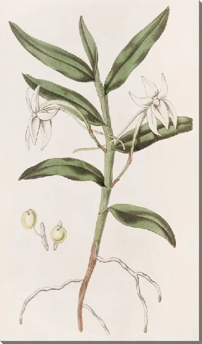 Картина Мечелистный Ангрек (1815-1819)