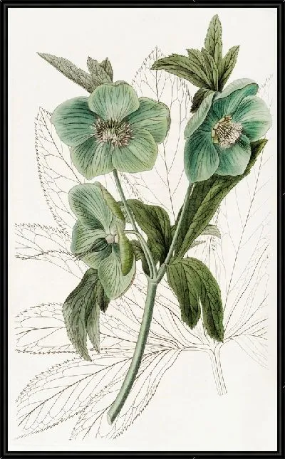 Картина Морозник сладкий (1815-1819)