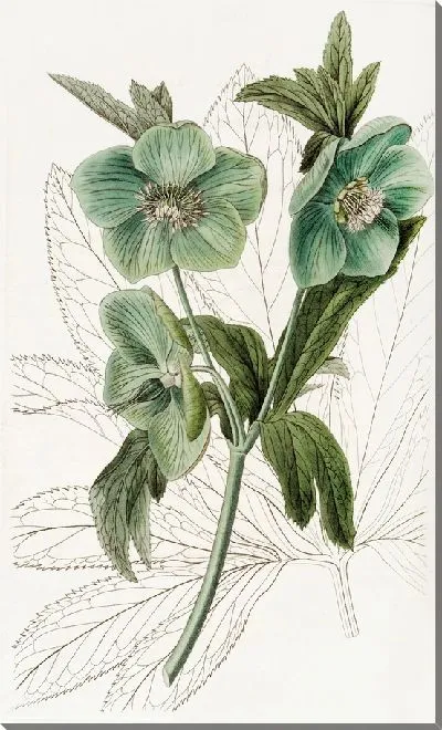 Картина Морозник сладкий (1815-1819)