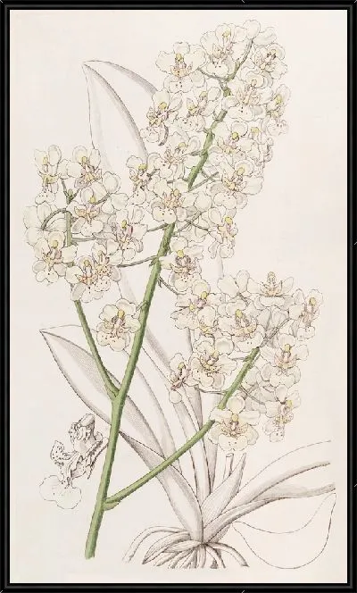 Картина Онцидиум соломенного цвета (1815-1819)