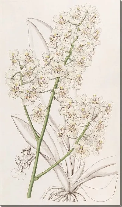 Картина Онцидиум соломенного цвета (1815-1819)