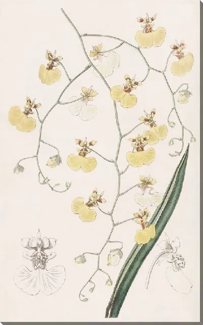 Картина Онцидиум хвостолистный (1815-1819)