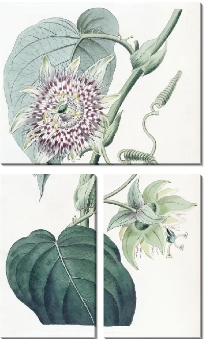 Картина Перевязанная пассифлора (1815-1819)
