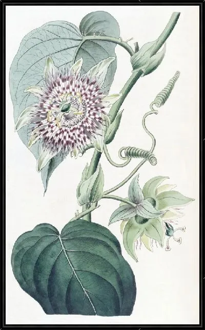 Картина Перевязанная пассифлора (1815-1819)