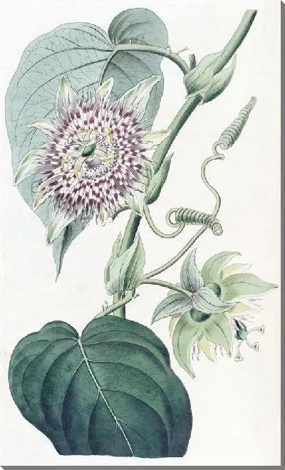 Картина Перевязанная пассифлора (1815-1819)