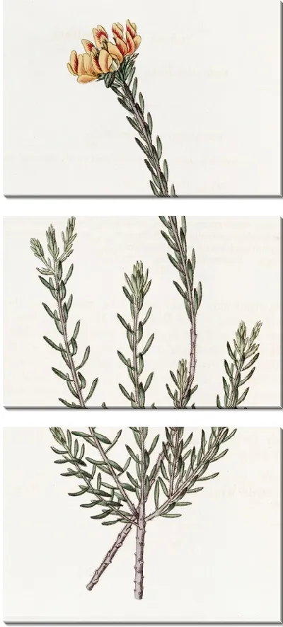 Картина Подпубчатая пультеная (1815-1819)