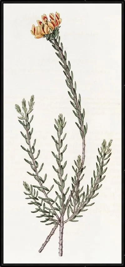 Картина Подпубчатая пультеная (1815-1819)