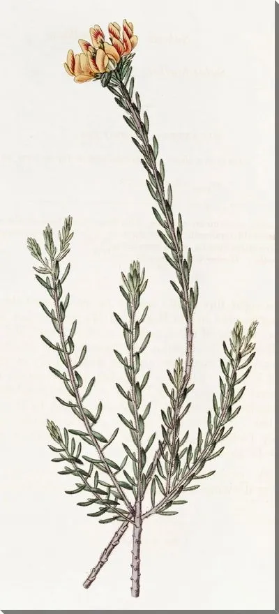 Картина Подпубчатая пультеная (1815-1819)