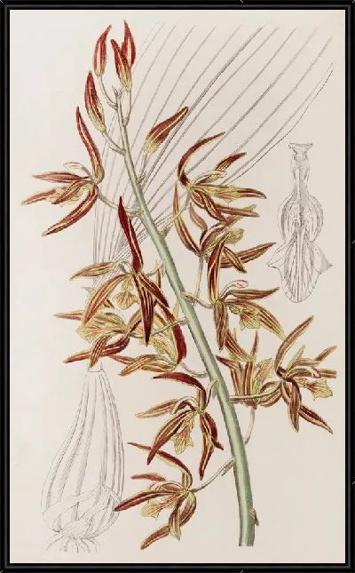 Картина Полосатая хулетия (1815-1819)