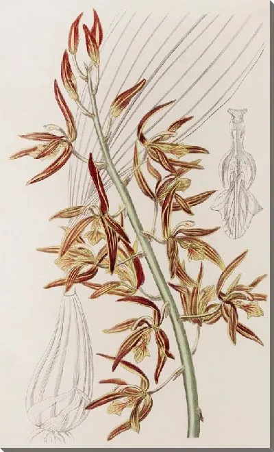 Картина Полосатая хулетия (1815-1819)