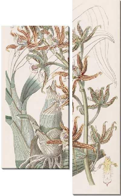 Картина Полосатые мермоды (1815-1819)