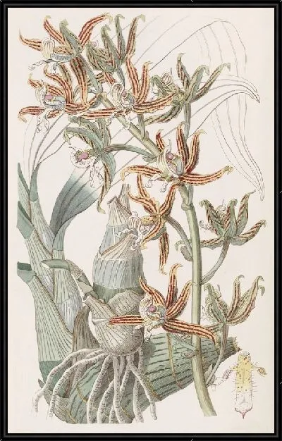 Картина Полосатые мермоды (1815-1819)