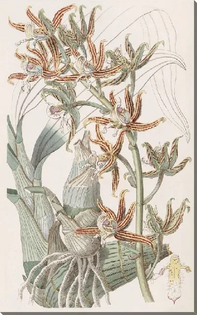 Картина Полосатые мермоды (1815-1819)