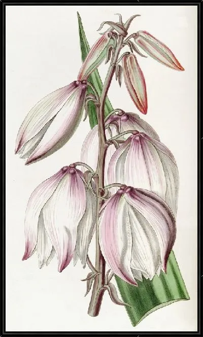 Картина Превосходная игла Адама (1815-1819)